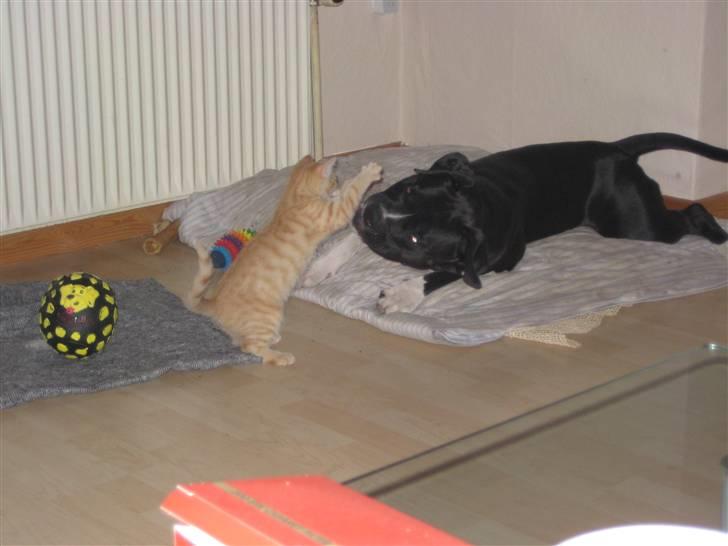 Huskat Bailey - dræber katten Bailey giver Rocky et par på snuden billede 3