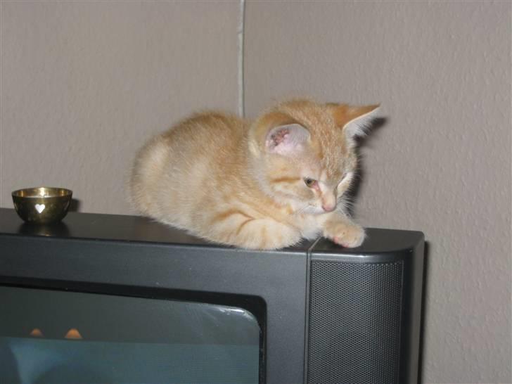 Huskat Bailey billede 4