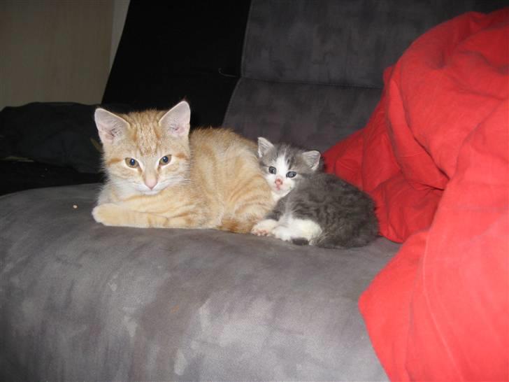 Huskat Bailey billede 5