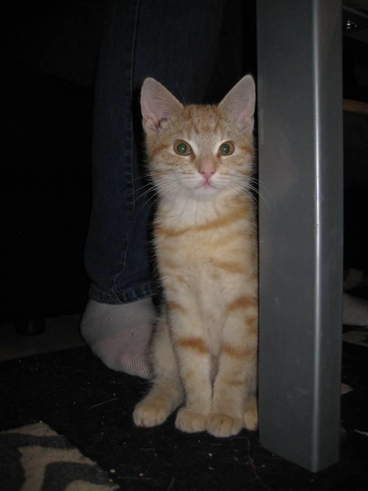 Huskat Bailey billede 6