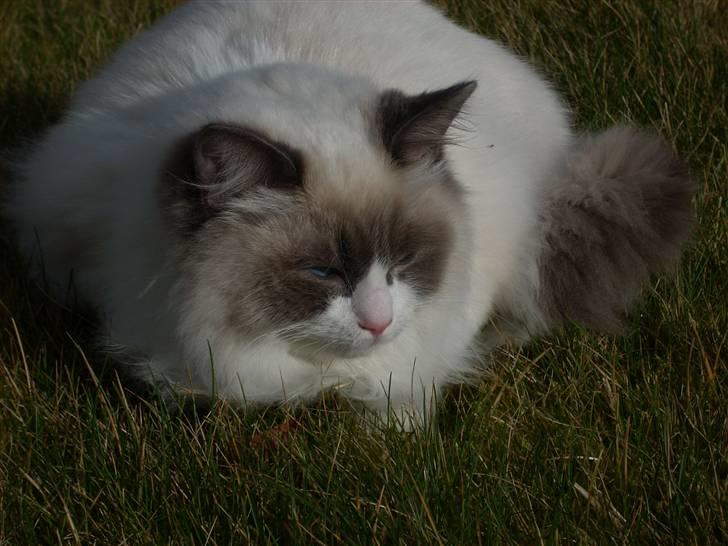 Ragdoll Big-Bang Nightsky Holly - Første tur i haven billede 1