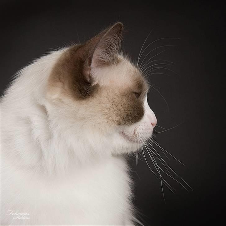 Ragdoll Big-Bang Nightsky Holly billede 2