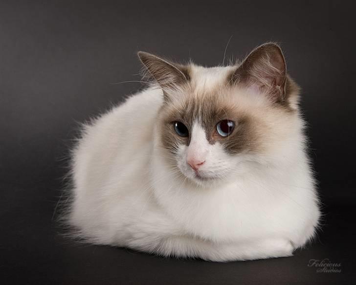 Ragdoll Big-Bang Nightsky Holly billede 3