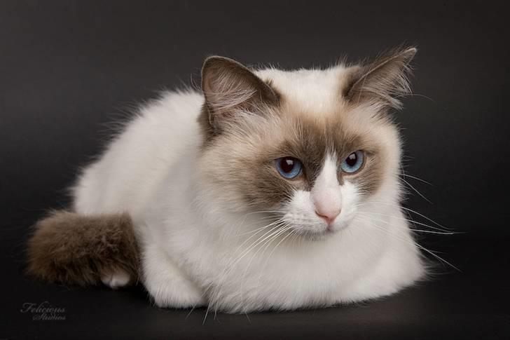 Ragdoll Big-Bang Nightsky Holly billede 4