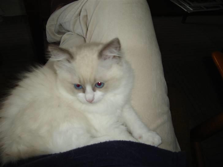 Ragdoll Big-Bang Nightsky Holly billede 5