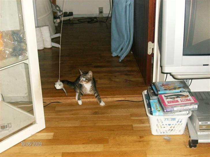 Huskat Pjevs billede 2
