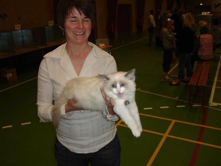 Ragdoll Big-Bang Nightsky Holly billede 6