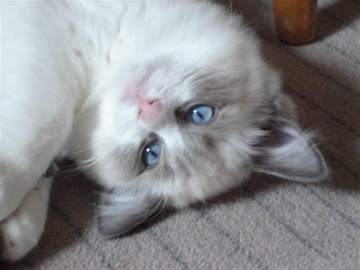 Ragdoll Big-Bang Nightsky Holly billede 7