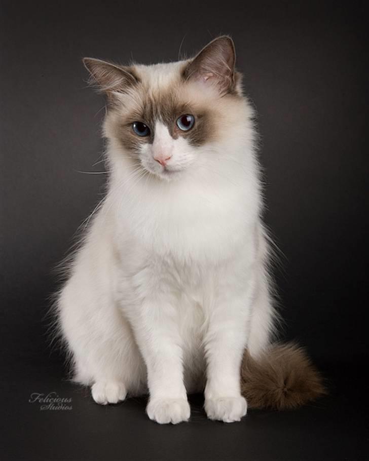 Ragdoll Big-Bang Nightsky Holly billede 8