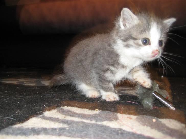 Huskat Malibu billede 1