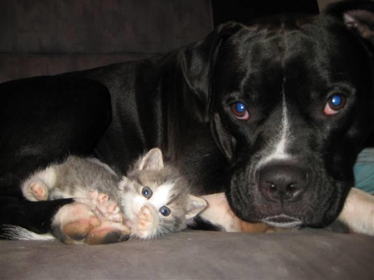 Huskat Malibu billede 4