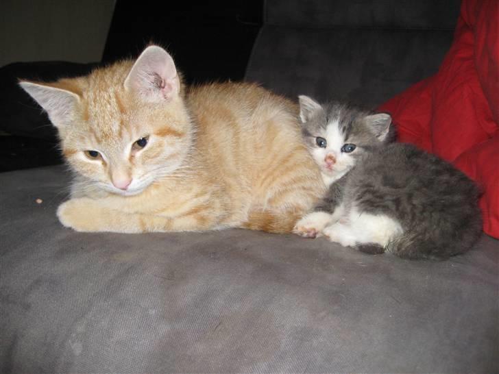 Huskat Malibu billede 5