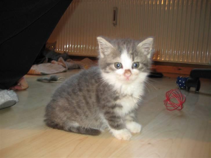 Huskat Malibu billede 6