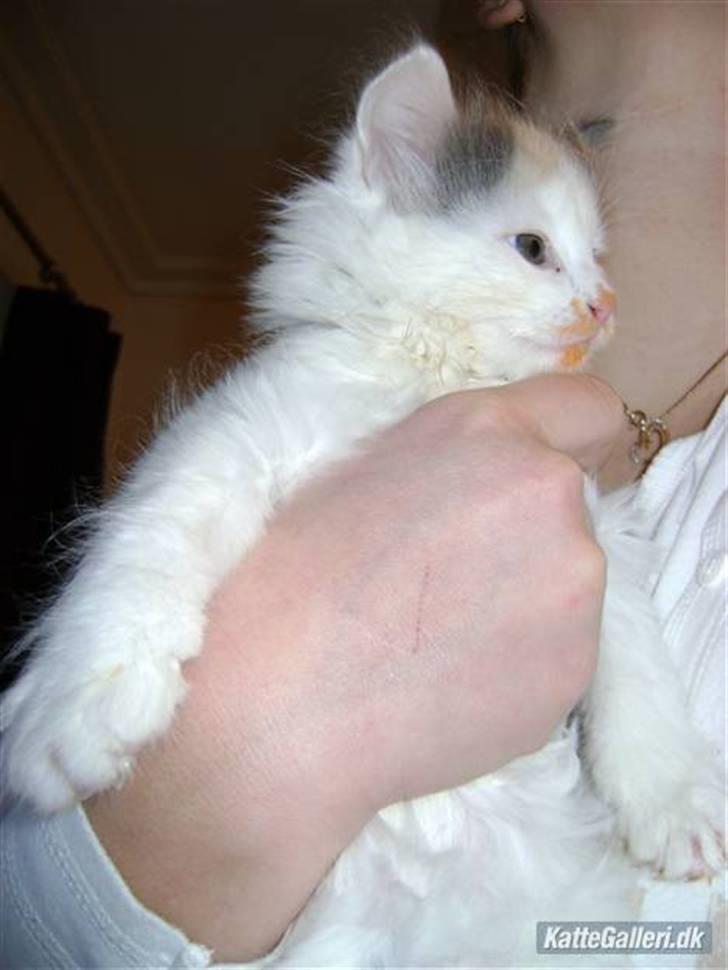 Blanding af racer MCO/NFO - Hvide  - Mm - Makrel smager super godt. billede 6