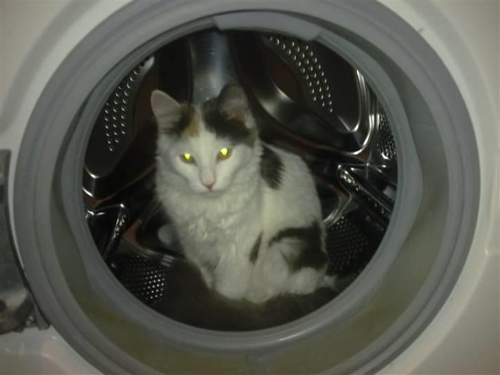 Blanding af racer MCO/NFO - Hvide  billede 7