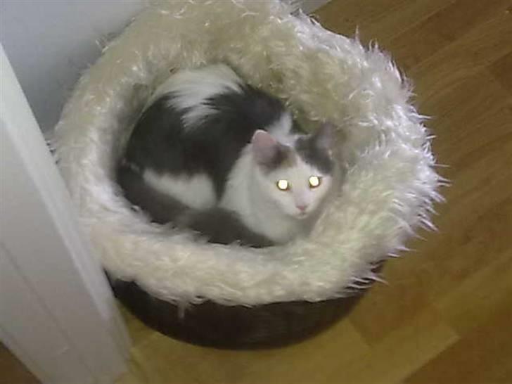 Blanding af racer MCO/NFO - Hvide  - Gemmekurven - Der kan mor ikke finde mig (: billede 8