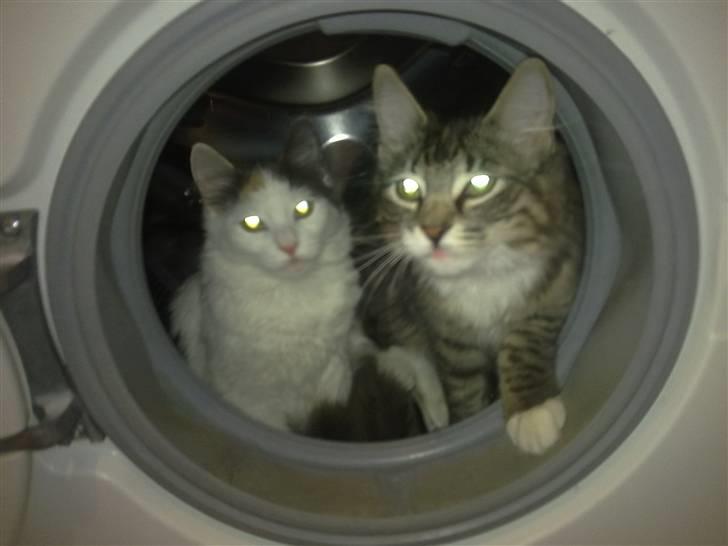 Blanding af racer MCO/NFO - Sorte billede 7