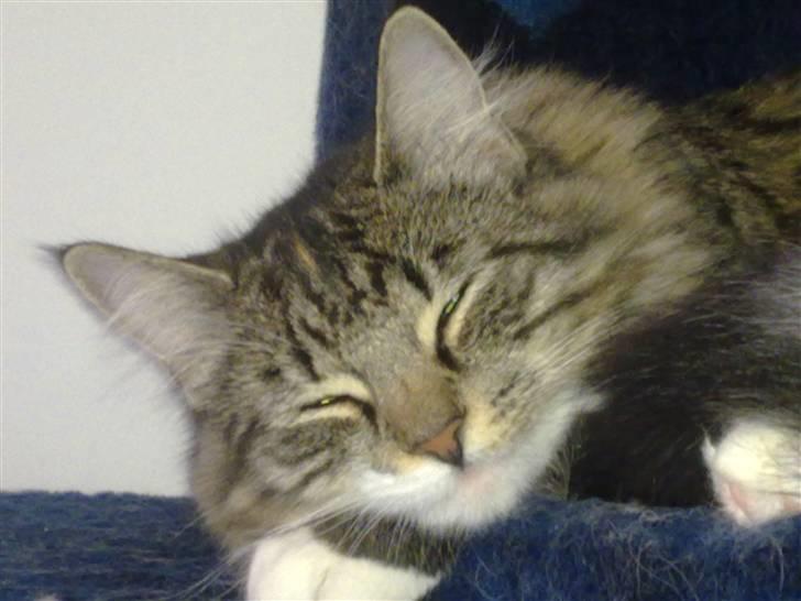 Blanding af racer MCO/NFO - Sorte billede 8