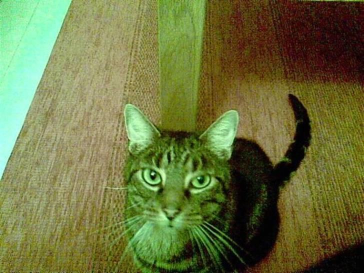 Huskat Bastian - Det er mig til højre. billede 1