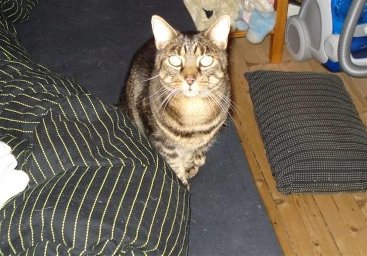 Huskat Bastian billede 2