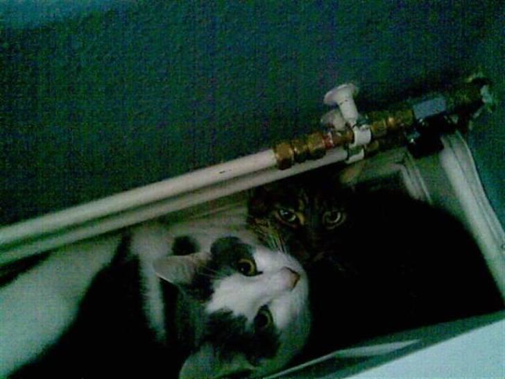 Huskat Bastian billede 3