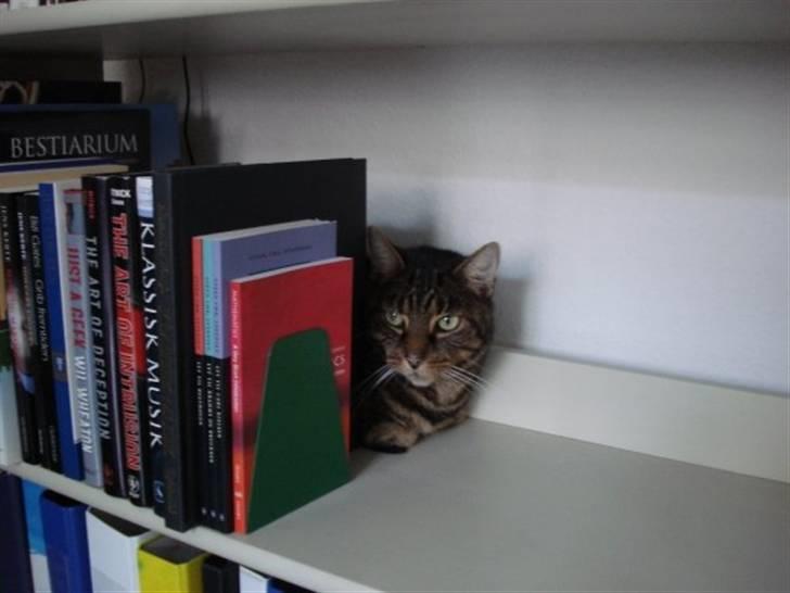 Huskat Bastian billede 4