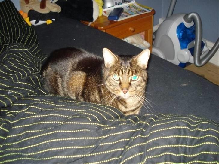 Huskat Bastian billede 5