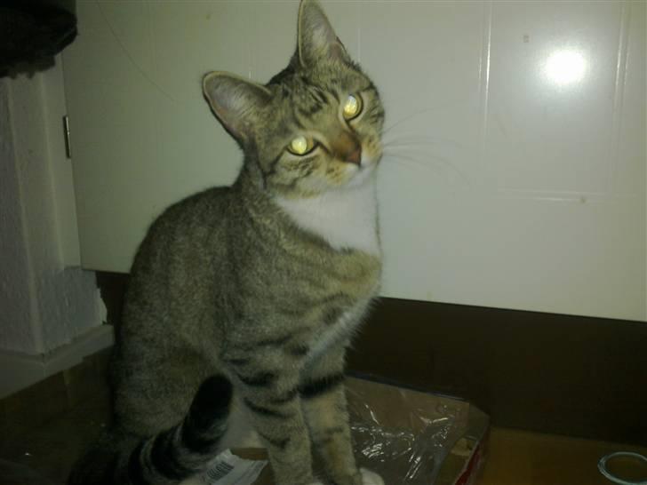 Huskat Princess - Jeg laver da aldrig ballade ? billede 6