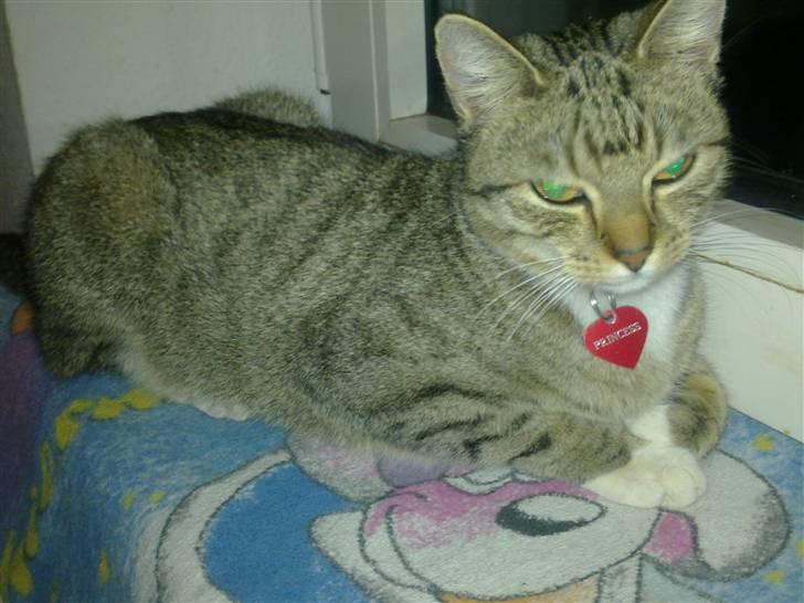 Huskat Princess - Mor, du forstyrrer, jeg lå  jo lige og kikkede ud af vinduet på de pænt fugle billede 8