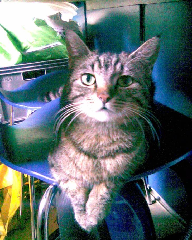 Huskat Princess - Det er min søde mor, Fufu :-) jeg ligner hende lidt billede 12