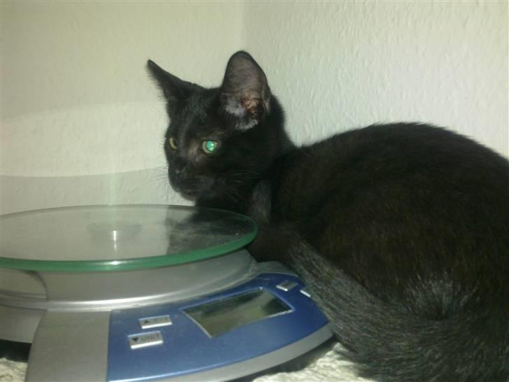 Huskat Kovu - Jge vil gerne vejes men ved ikke hvordan man gør så venter på min mor billede 6