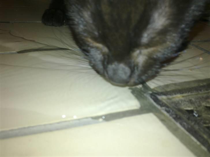 Huskat Kovu - Mmm frisk vand fra bruseren er godt billede 7