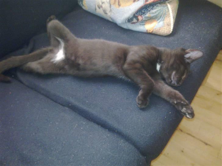 Huskat Kovu - Tog mig en lille lur billede 8