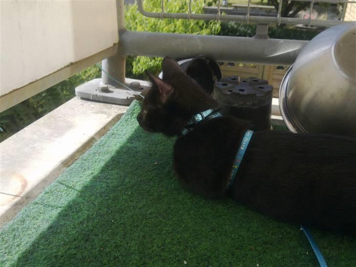 Huskat Kovu - Første gang mig og storesøster var på altanen sammen  billede 9