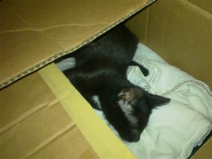 Huskat Kovu - Den her kasse er sjov at lege med billede 10