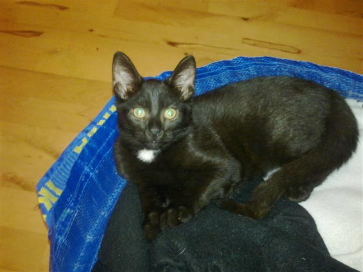 Huskat Kovu - Jeg syndes mors vasketøj er dejligt efter det har været i tørretrumpleren billede 11