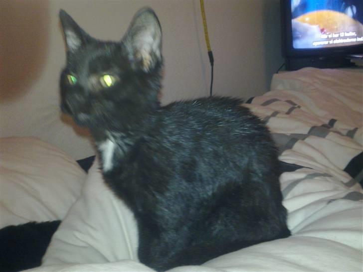 Huskat Kovu - Se hvor fin jeg sidder billede 12