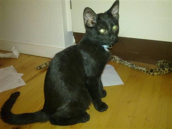 Huskat Kovu - Hov! jeg blev vidst opdaget billede 13