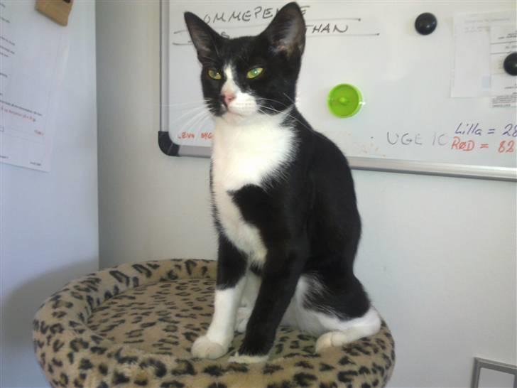 Huskat Kovu - Det her er min smukke mor, Missepigen, hedder hun :-)  billede 14