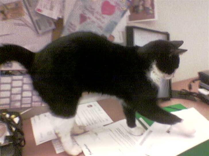 Huskat Woody † - Strækker sig lige efter at have ligget en hel dag inde på kontoret.....He billede 1