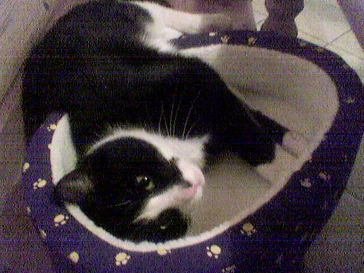 Huskat Woody † - He´ han var fandme sød, ligge halvt oppe i en build a bear kurv billede 2