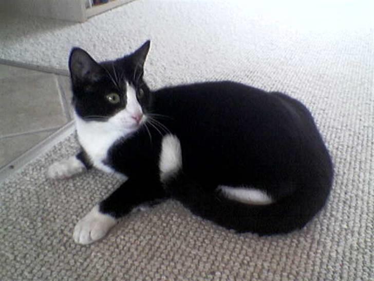 Huskat Woody † - Her ligger han og venter på at en kommer og nusser med ham.<3 billede 3