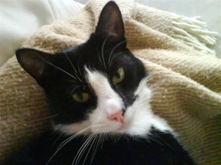 Huskat Woody † - Woody... billede 4