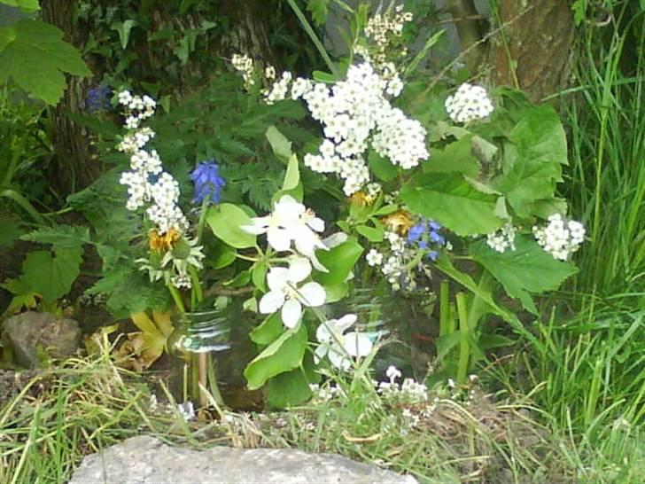 Huskat Woody † - Hans grav blomster... billede 5