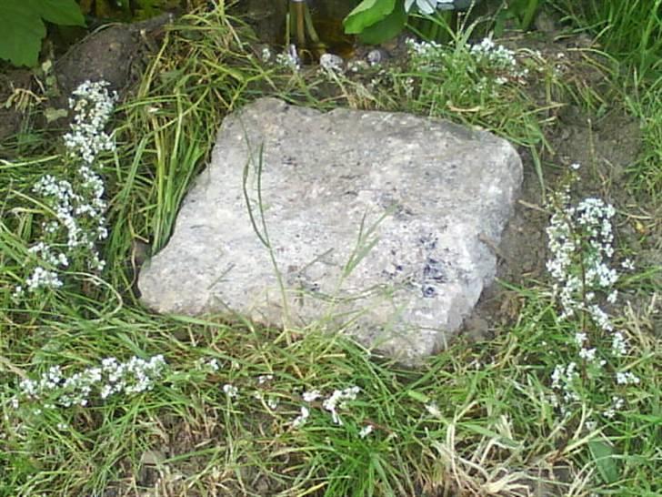 Huskat Woody † - Gravstenen... billede 6