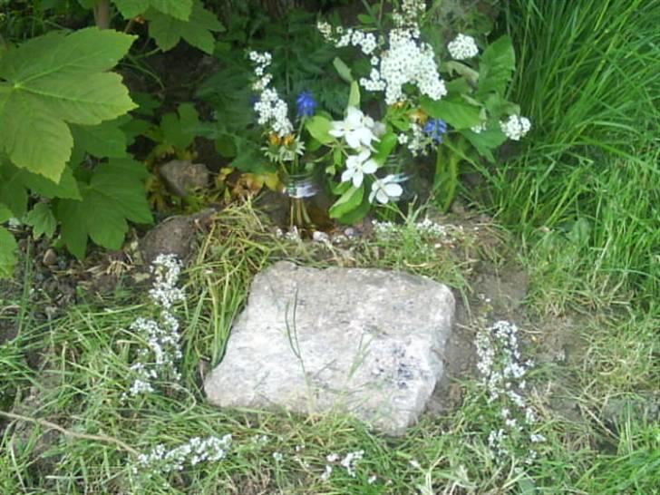 Huskat Woody † - Her ligger min dejlige Woody og hviler i min have... billede 7