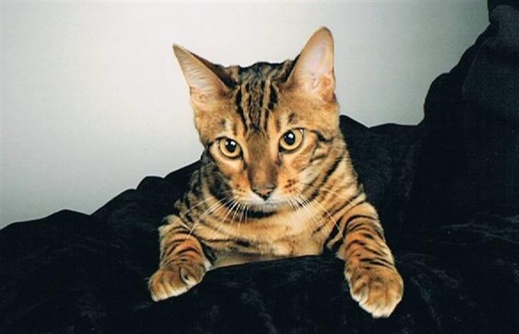 Bengal Danger After Dark - Jeg er lækker og jeg ved det.... billede 2