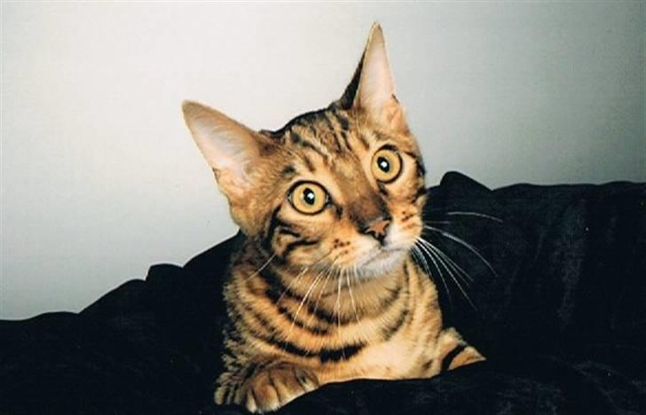 Bengal Danger After Dark - Smuksakken Danger :-) billede 3