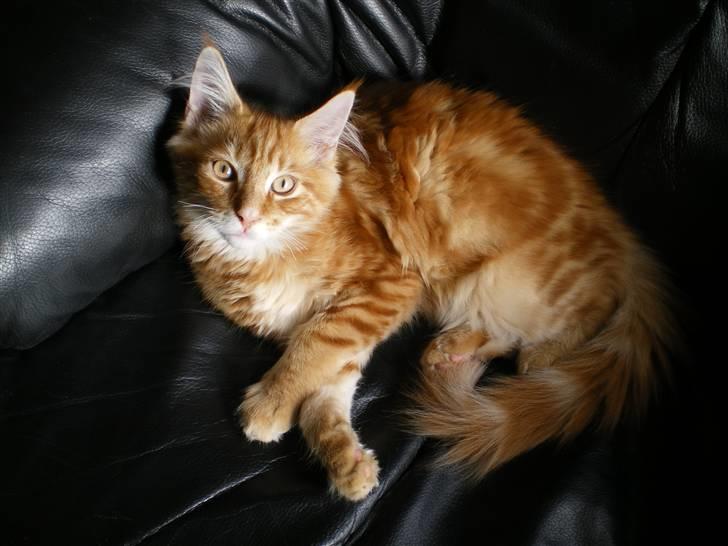 Maine Coon Pablo Escobar billede 4