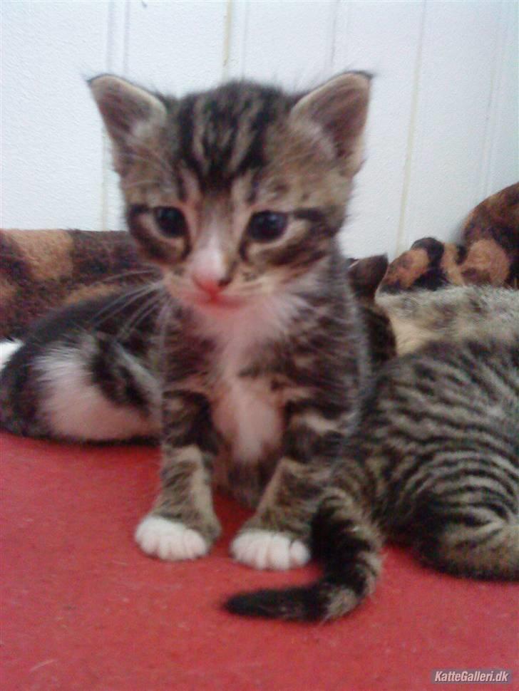 Huskat Fido  - 1 måned gammel og fuld af fræk billede 1